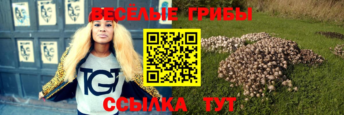 Псилоцибиновые грибы Psilocybe Бахчисарай